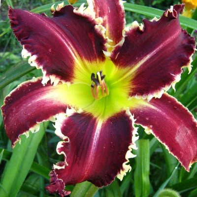 Eight Miles High upr